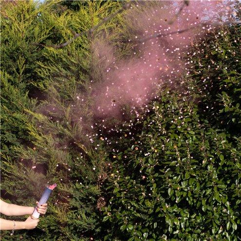 Gender Reveal Pink Smoke & Confetti Cannon